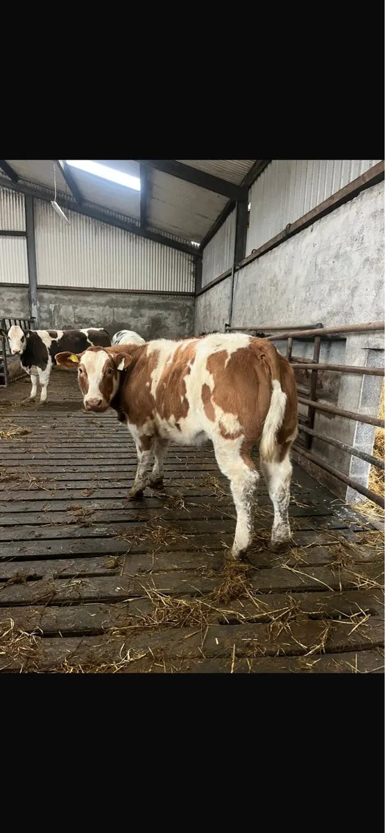 Weanling heifers - Image 2