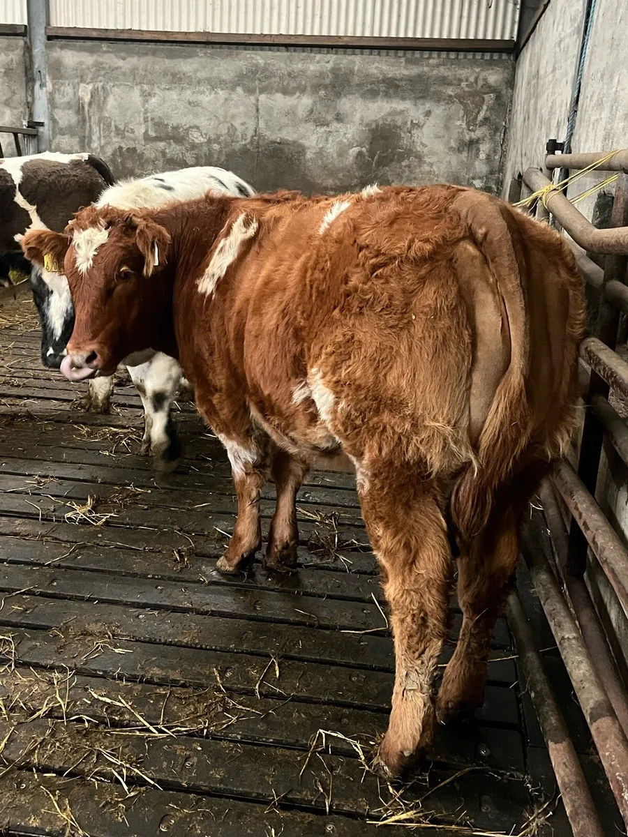 Weanling heifers - Image 3
