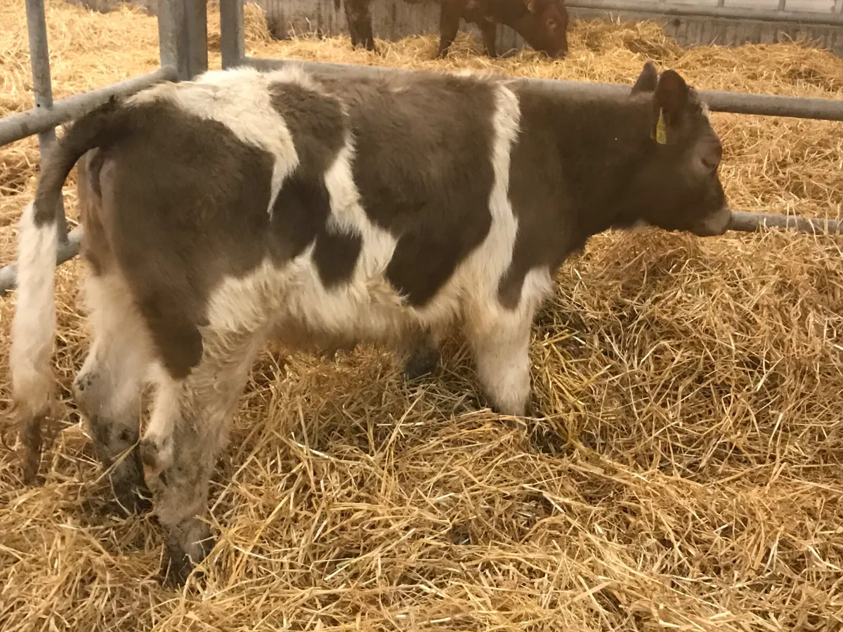 2 Cheap Heifers @ Leinster Livestock - Image 1