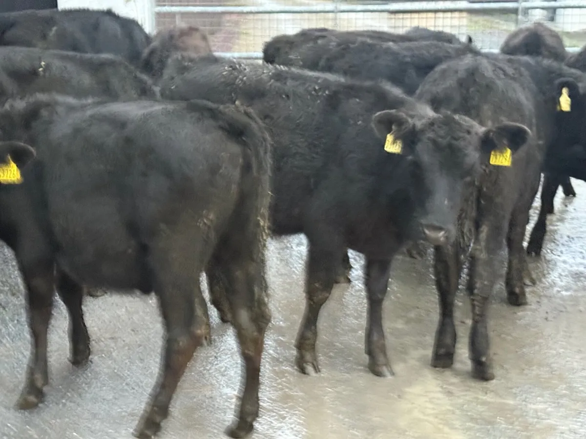 14 ABERDEEN ANGUS HEIFER WEANLINGS - Image 4