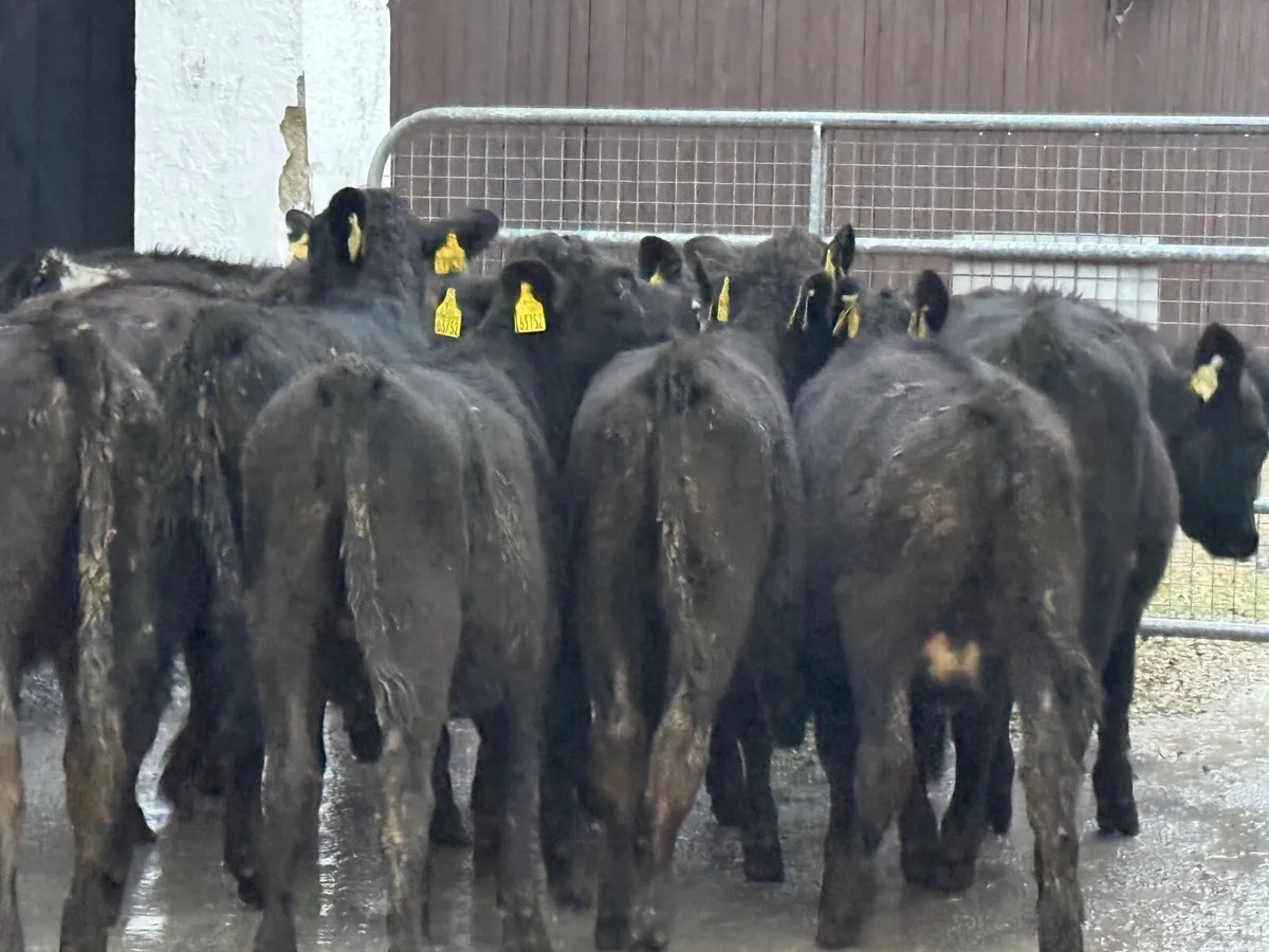 14 ABERDEEN ANGUS HEIFER WEANLINGS - Image 1