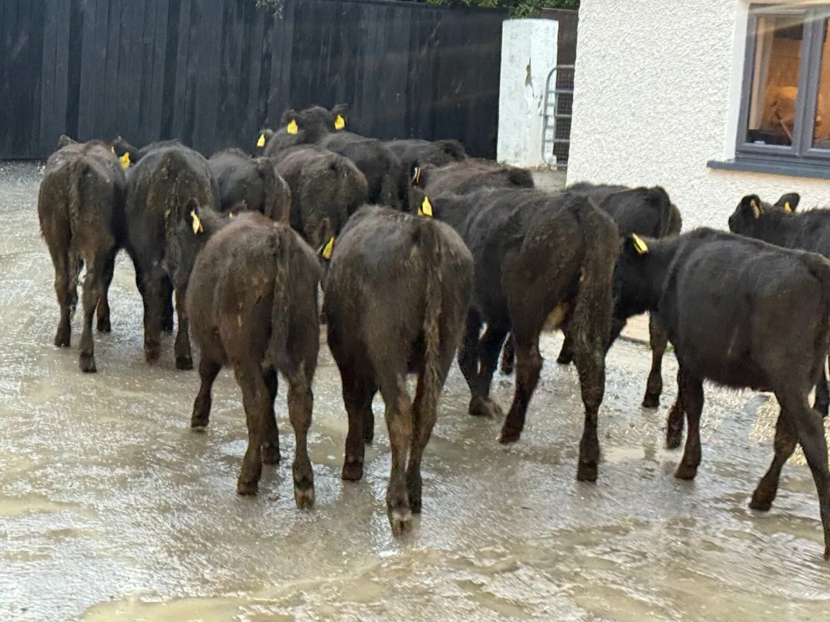 14 ABERDEEN ANGUS HEIFER WEANLINGS - Image 2