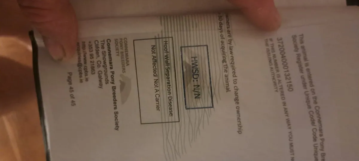 Class 1 Connemara Filly - Image 4