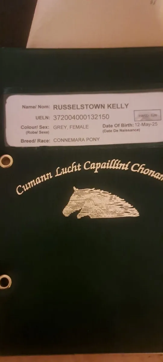 Class 1 Connemara Filly - Image 4