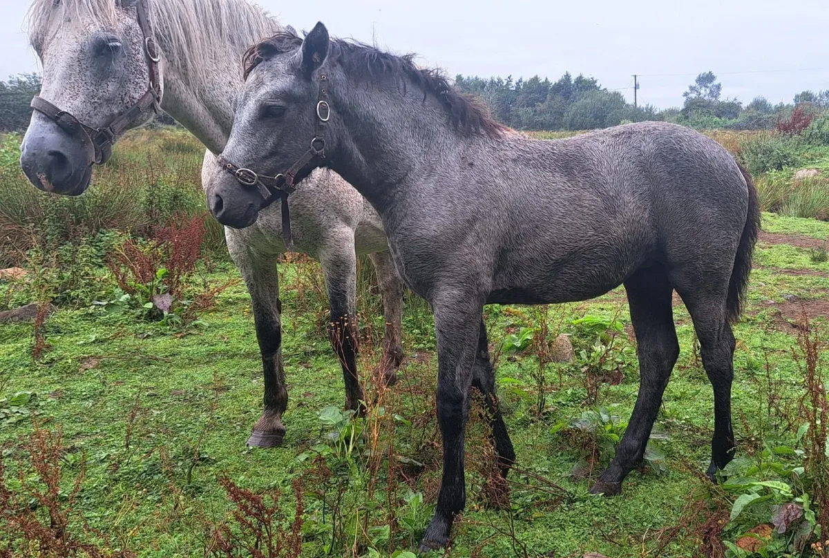 Class 1 Connemara Filly - Image 1