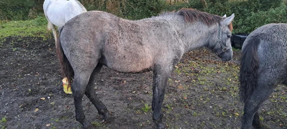 Class 1 Connemara Filly - Image 2
