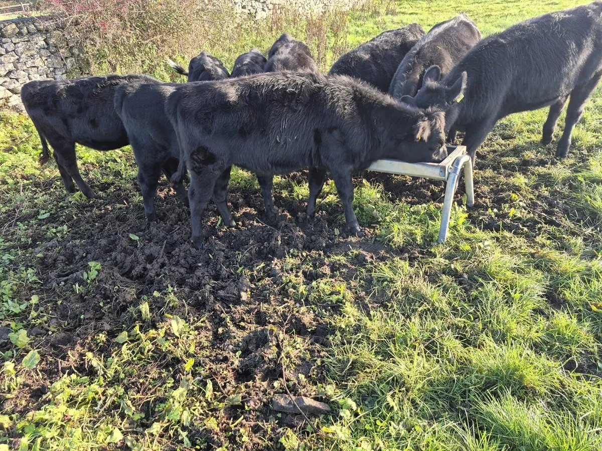 9 Aberdeen Angus Weanlings - Image 1