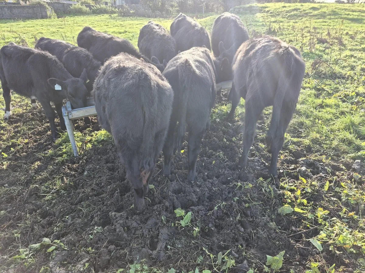 9 Aberdeen Angus Weanlings - Image 2