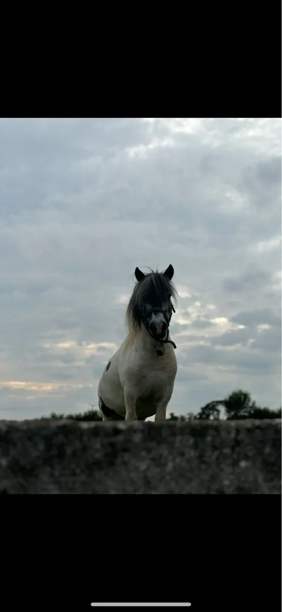 Falabella stallion - Image 1