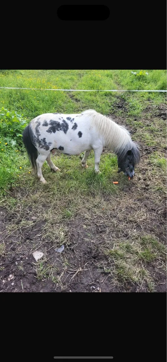 Falabella stallion - Image 2