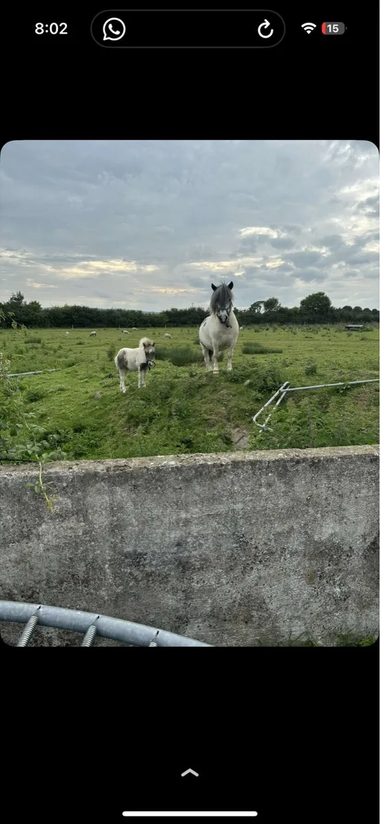 Falabella stallion - Image 3