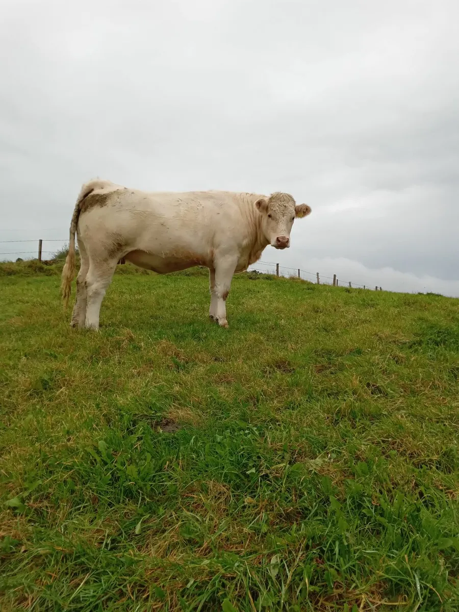 Incalf Heifers - Image 3