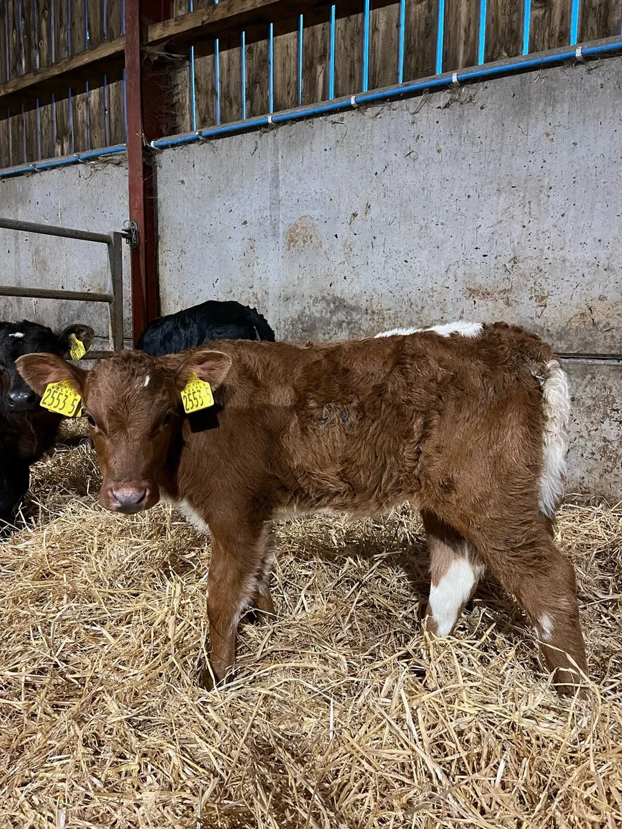 5 Super Heifers - Image 1