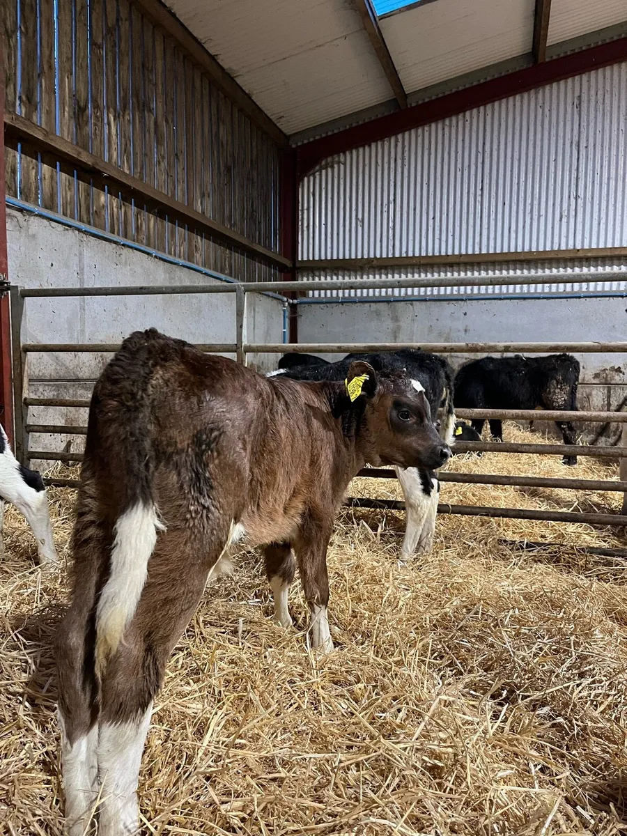 5 Super Heifers - Image 2