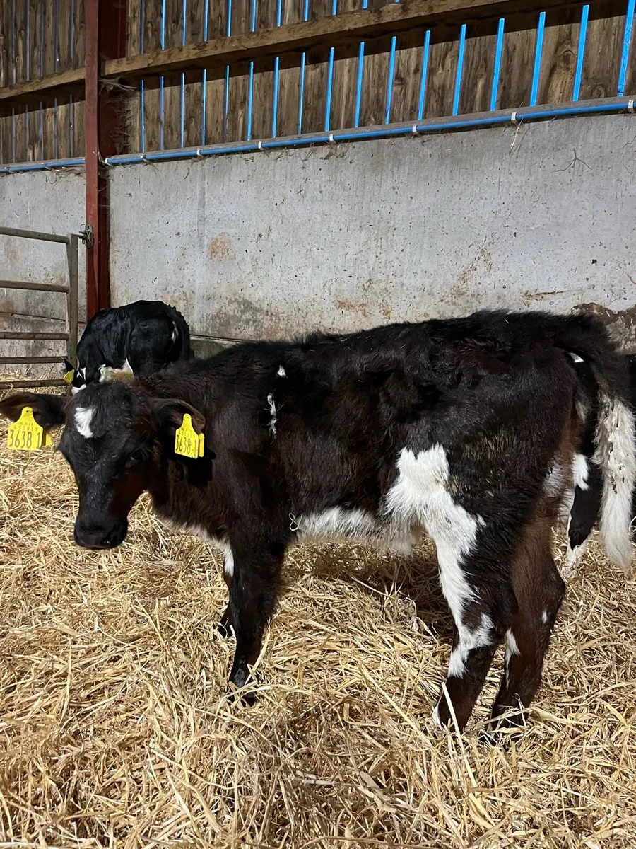 5 Super Heifers - Image 3