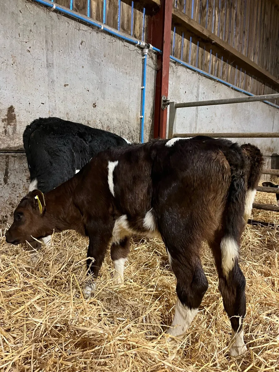 5 Super Heifers - Image 4