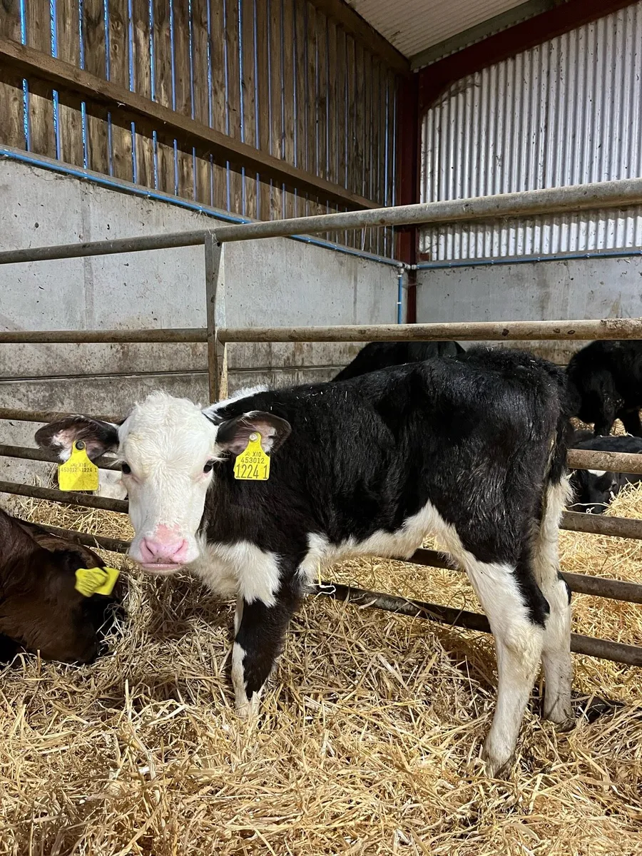 4 Super Heifers - Image 4