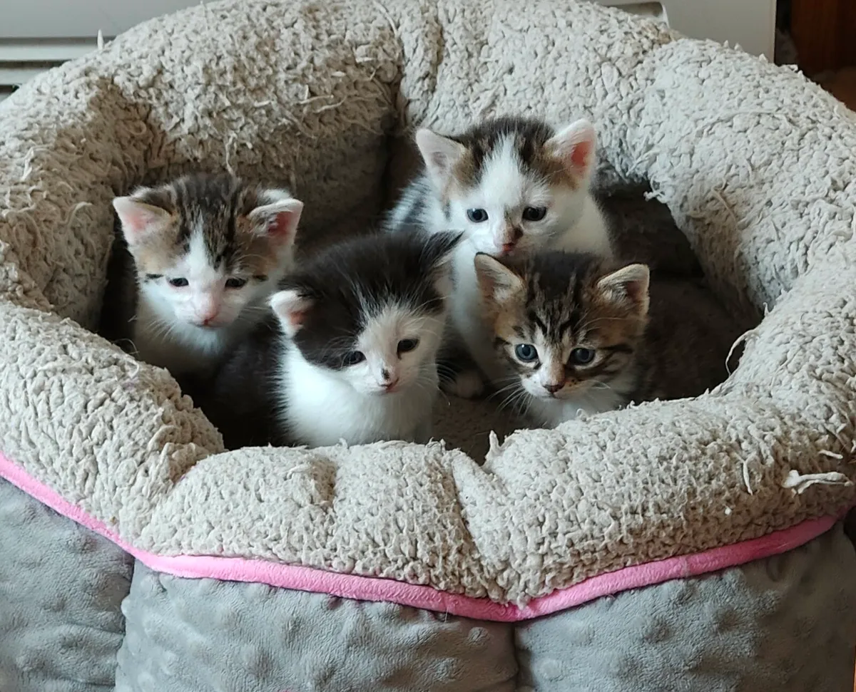 Kittens - Image 1