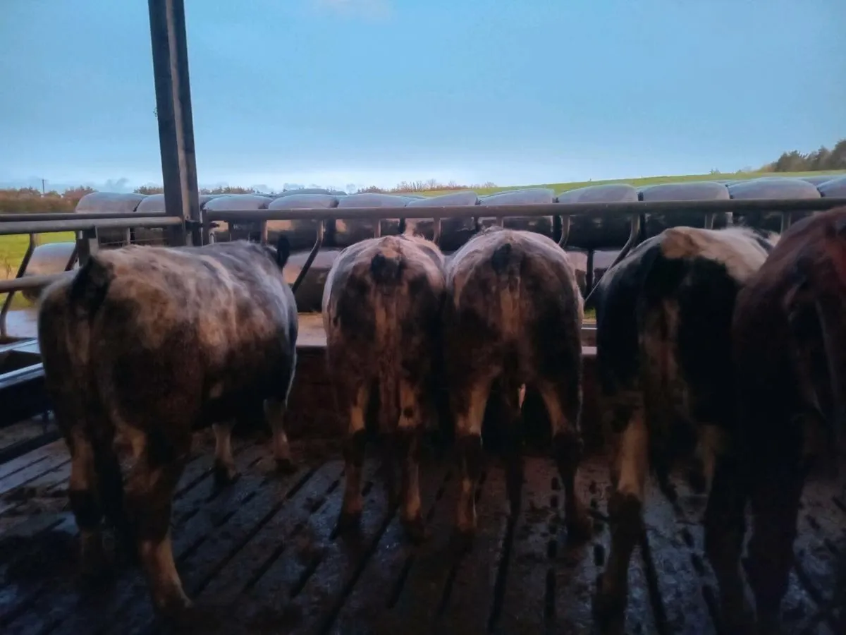 5 star BB heifers - Image 2