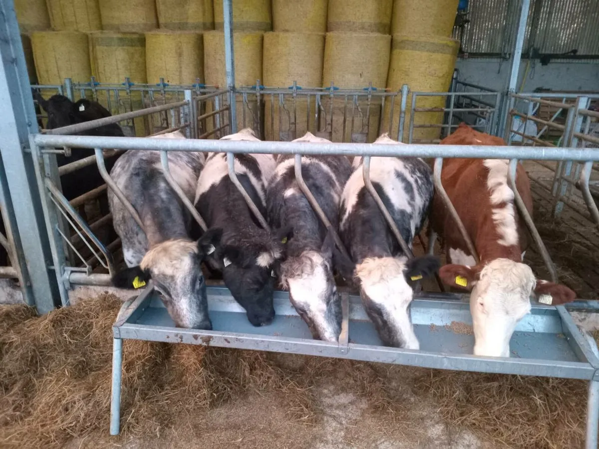 5 star BB heifers - Image 1