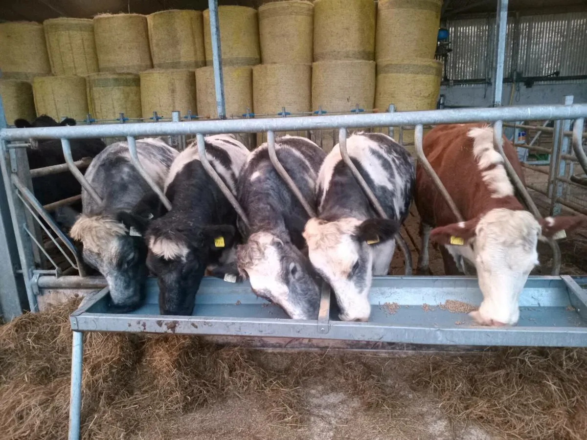 5 star BB heifers - Image 3