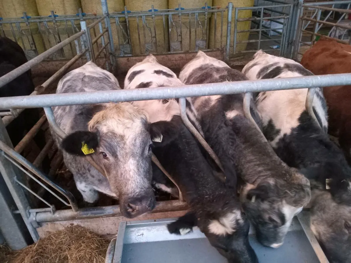 5 star BB heifers - Image 4