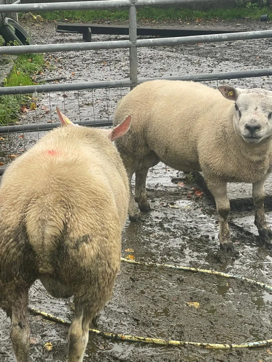 2 hogget rams - Image 2