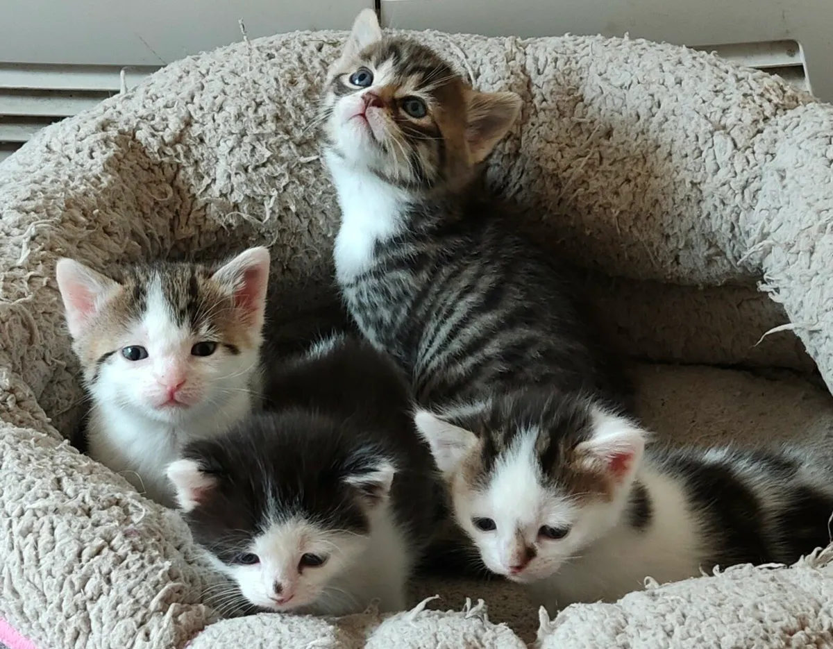 Kittens - Image 2
