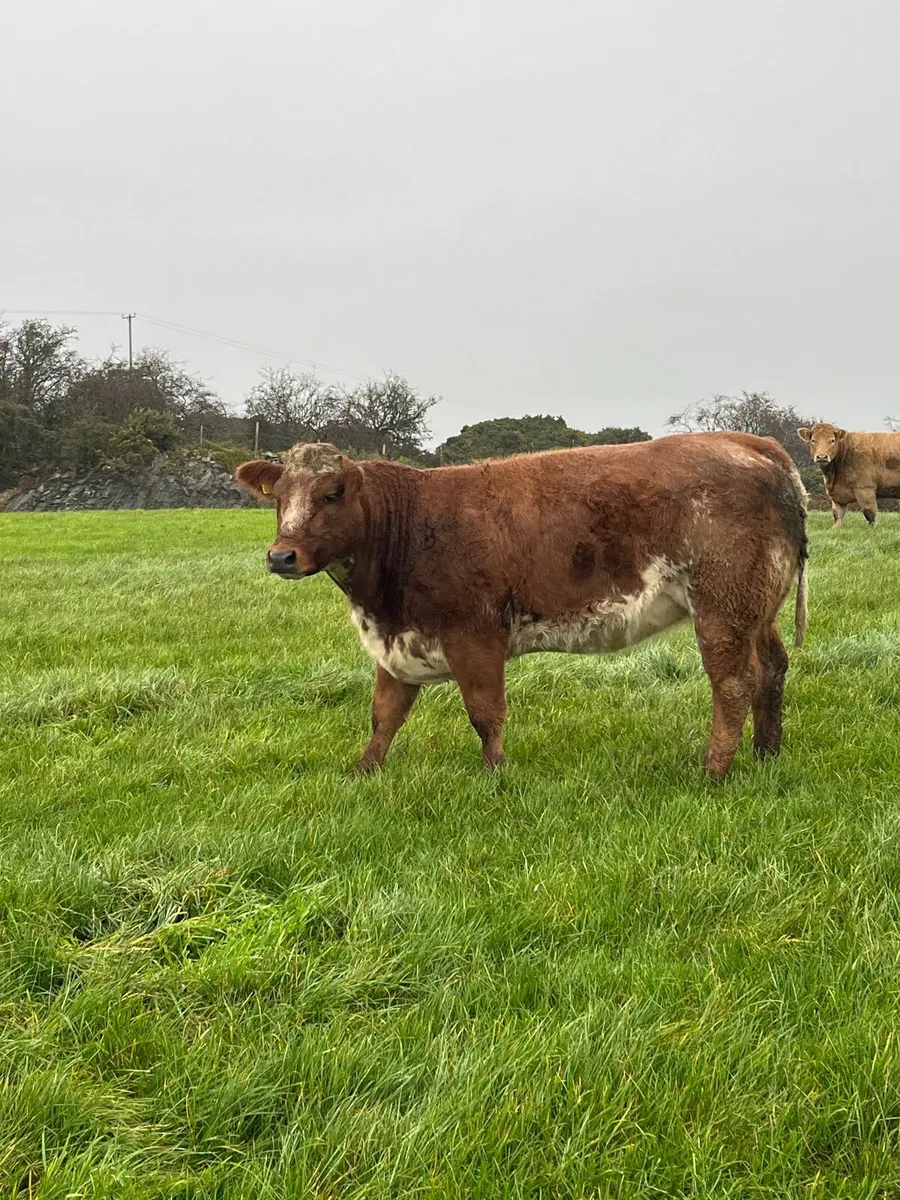 Cattle - Image 4