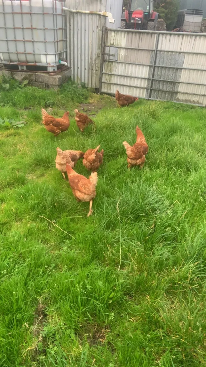 Great laying hens - Image 1