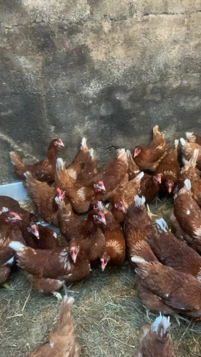 Great laying hens - Image 2