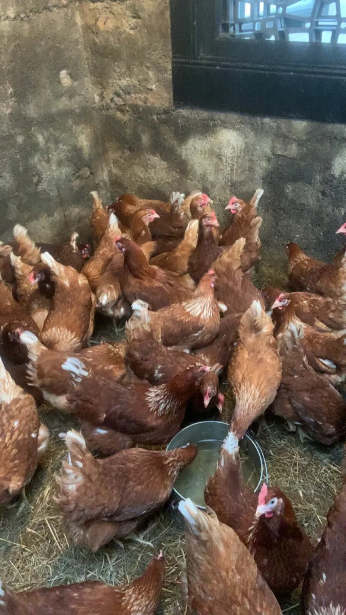 Great laying hens - Image 3