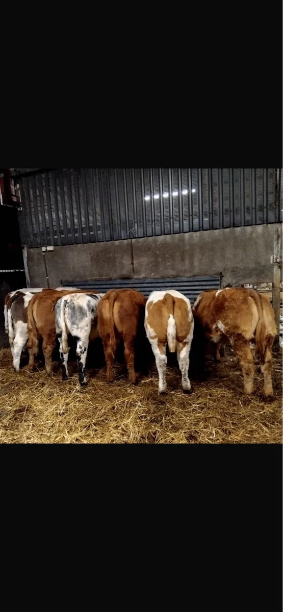 Weanling heifers - Image 1