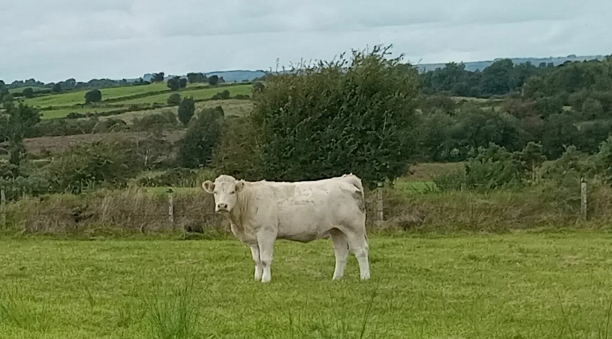 Incalf Heifers - Image 4