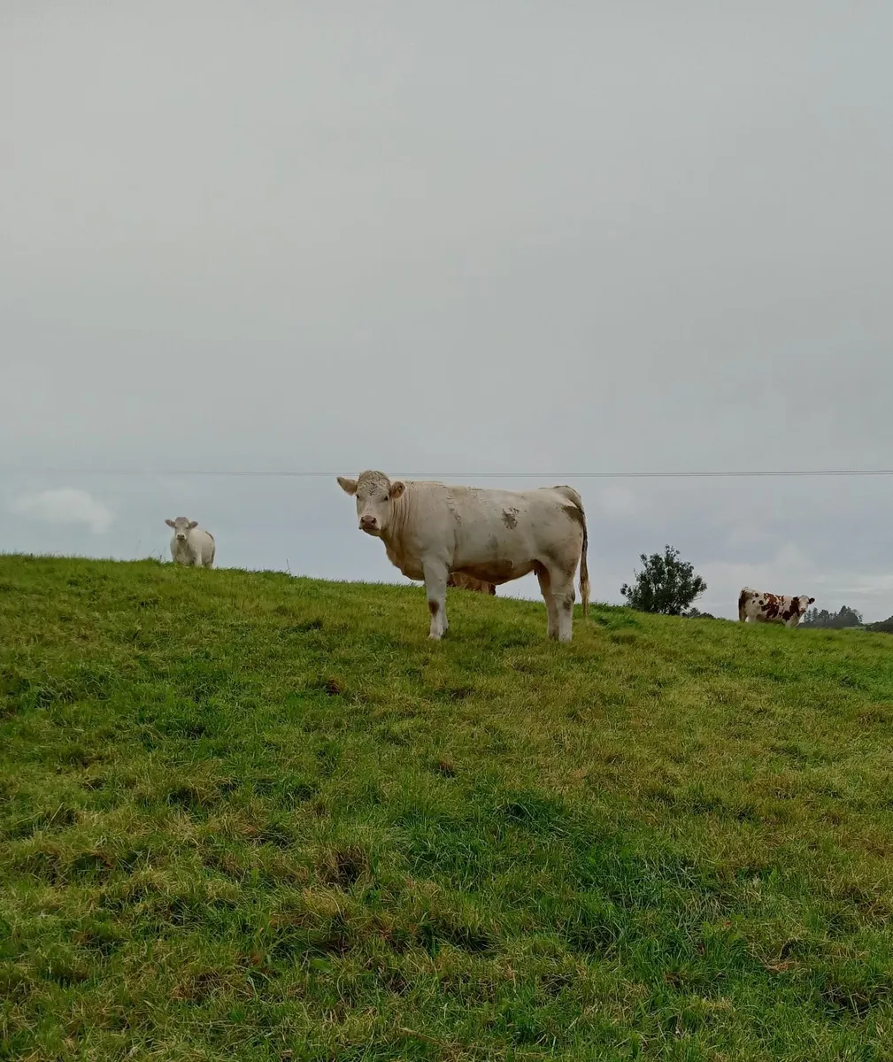 Incalf Heifers - Image 2