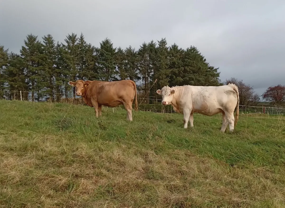 Incalf Heifers - Image 1