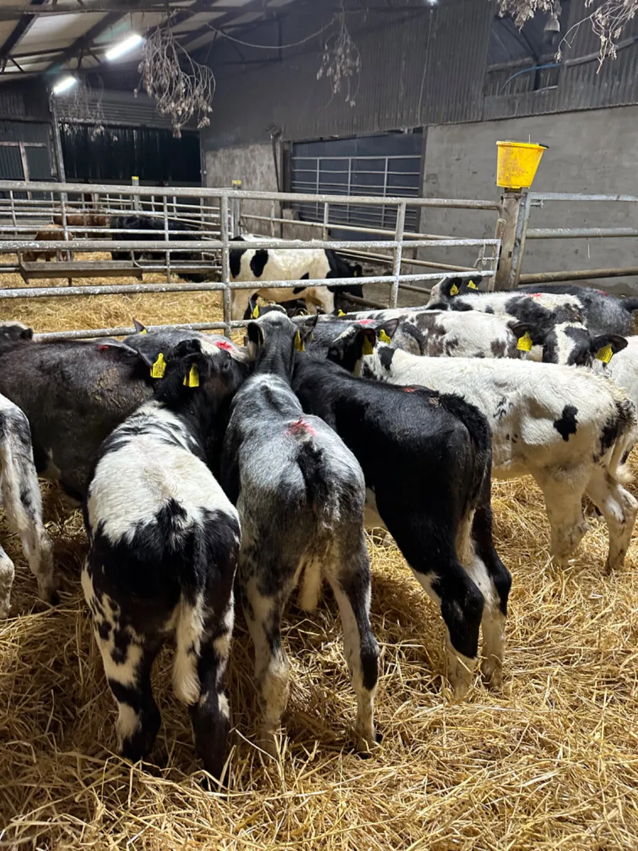 Blue heifers - Image 3