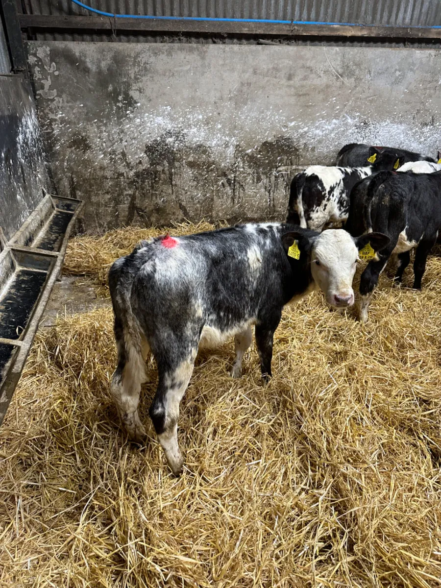 Blue heifers - Image 2
