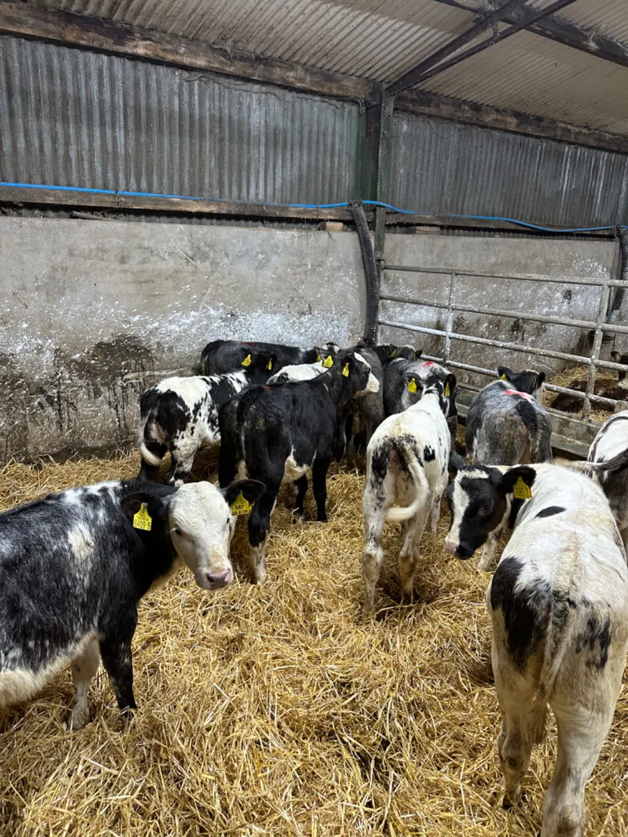 Blue heifers - Image 1