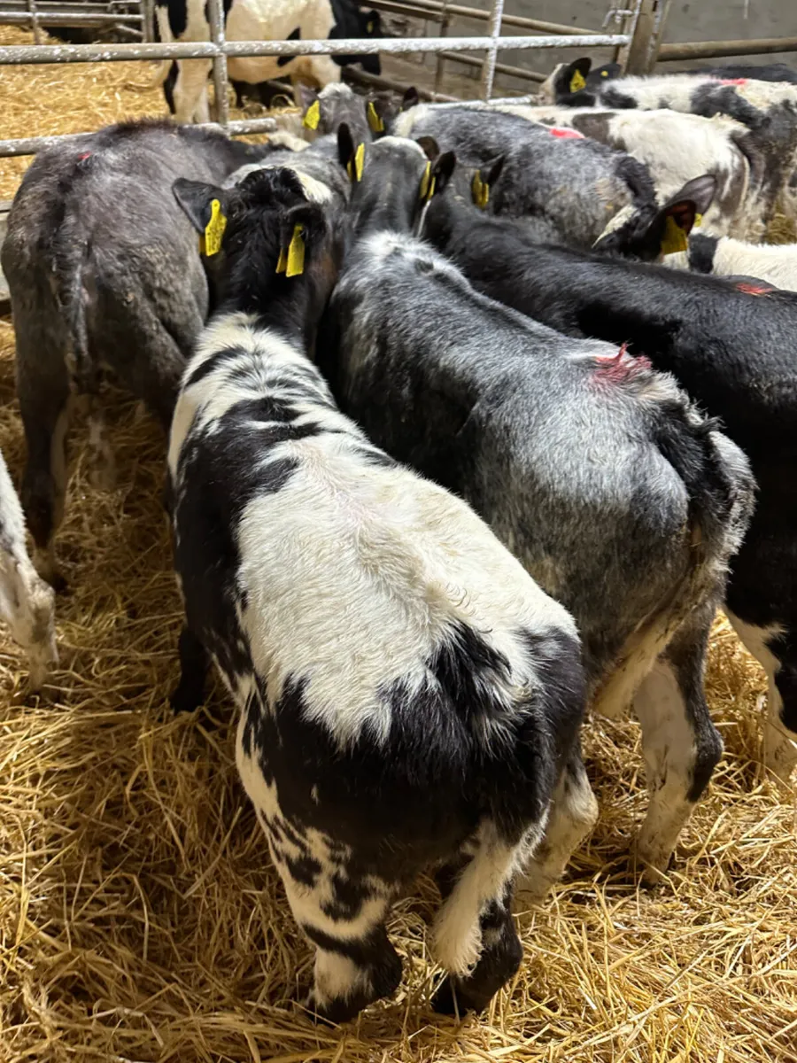 Blue heifers - Image 4