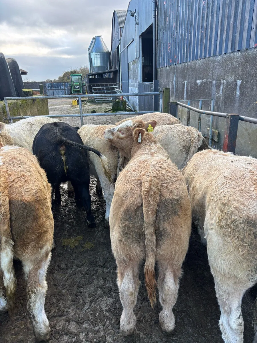 Heifers for Headford Mart Fri 31st Oct - Image 2