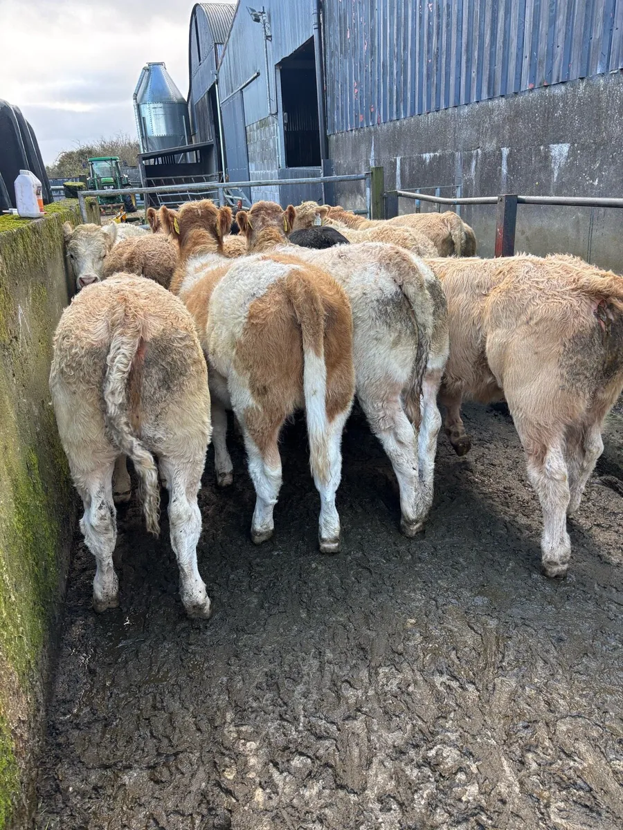 Heifers for Headford Mart Fri 31st Oct - Image 3