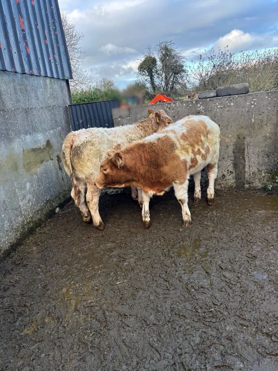 Heifers for Headford Mart Fri 31st Oct - Image 4