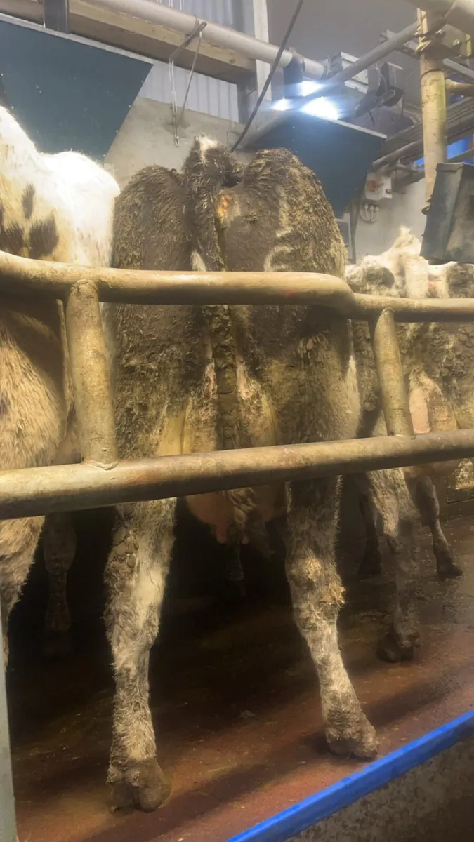 Incalf dairy cows - Image 1