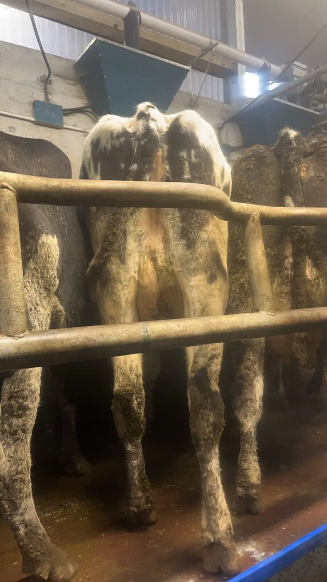 Incalf dairy cows - Image 2