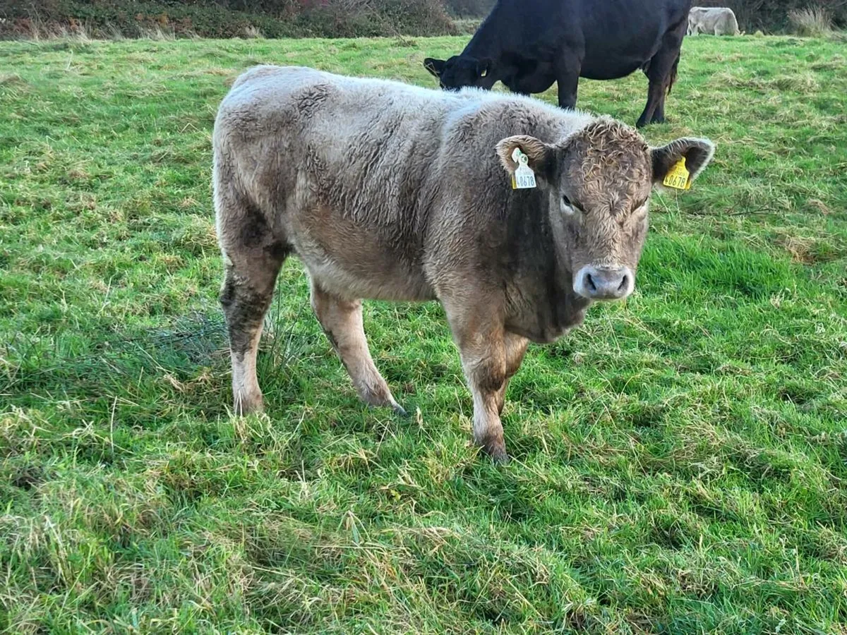 Organic Weanlings - Image 3