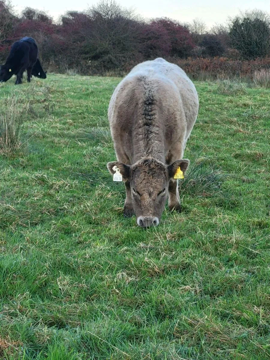 Organic Weanlings - Image 4