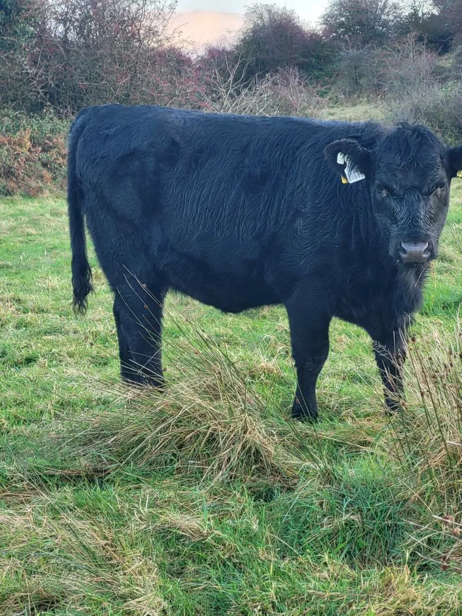 Organic Weanlings - Image 1