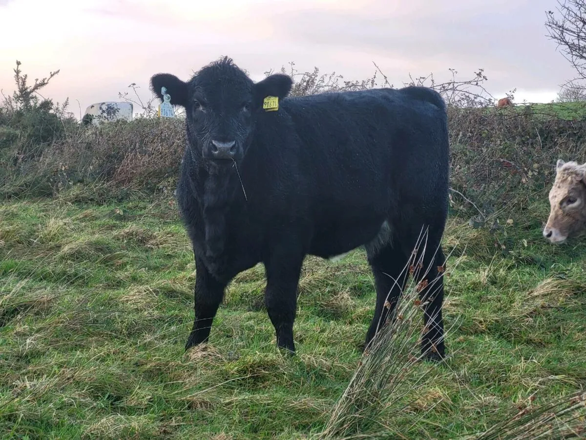 Organic Weanlings - Image 2