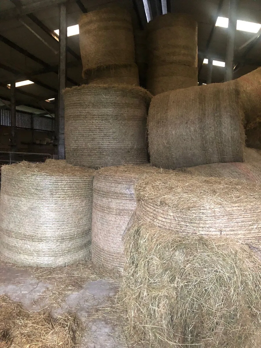 Hay for Sale - Image 1